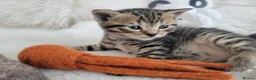 British Shorthair cats for sale: British shorthair  in Canterbury - Advert 20