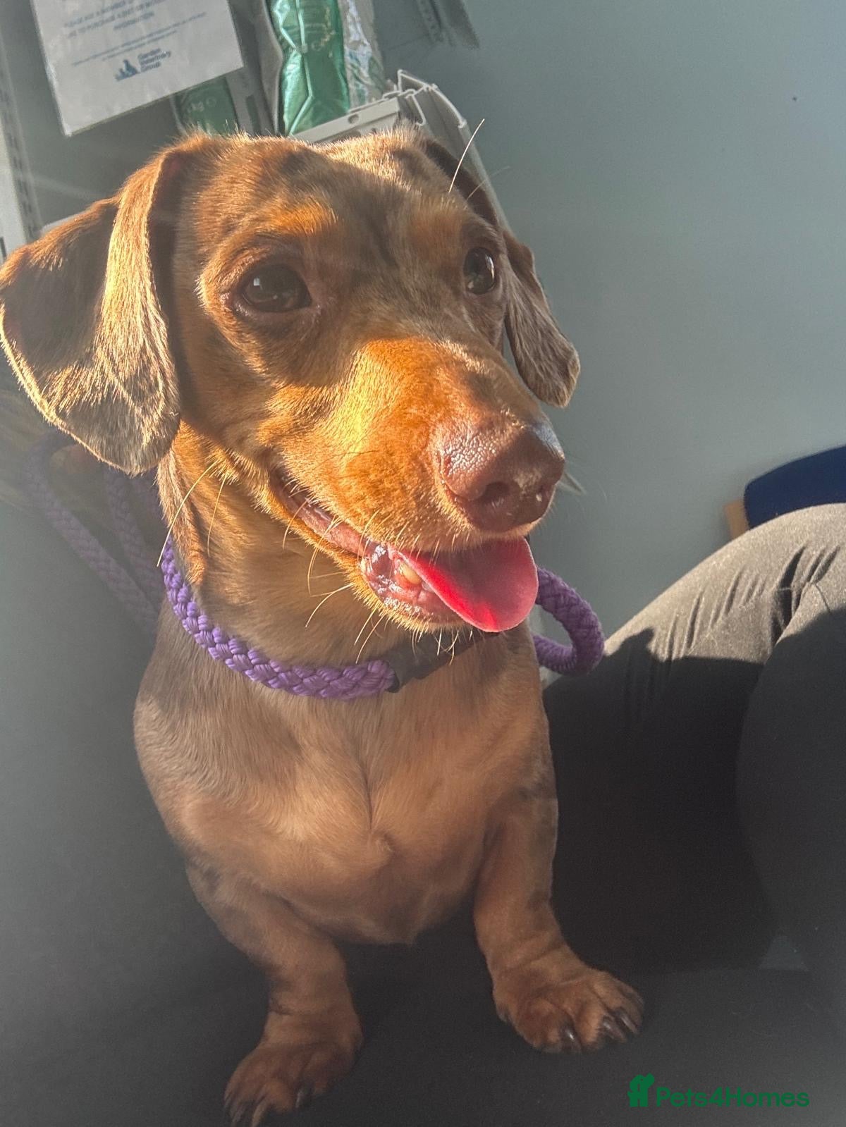 Miniature Dachshund dogs Gorgeous Chocolate Dapple Boy for rehoming - Advert 8