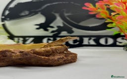 Gecko reptiles for sale: Tiger / Dalmatian crested gecko  - Image 1