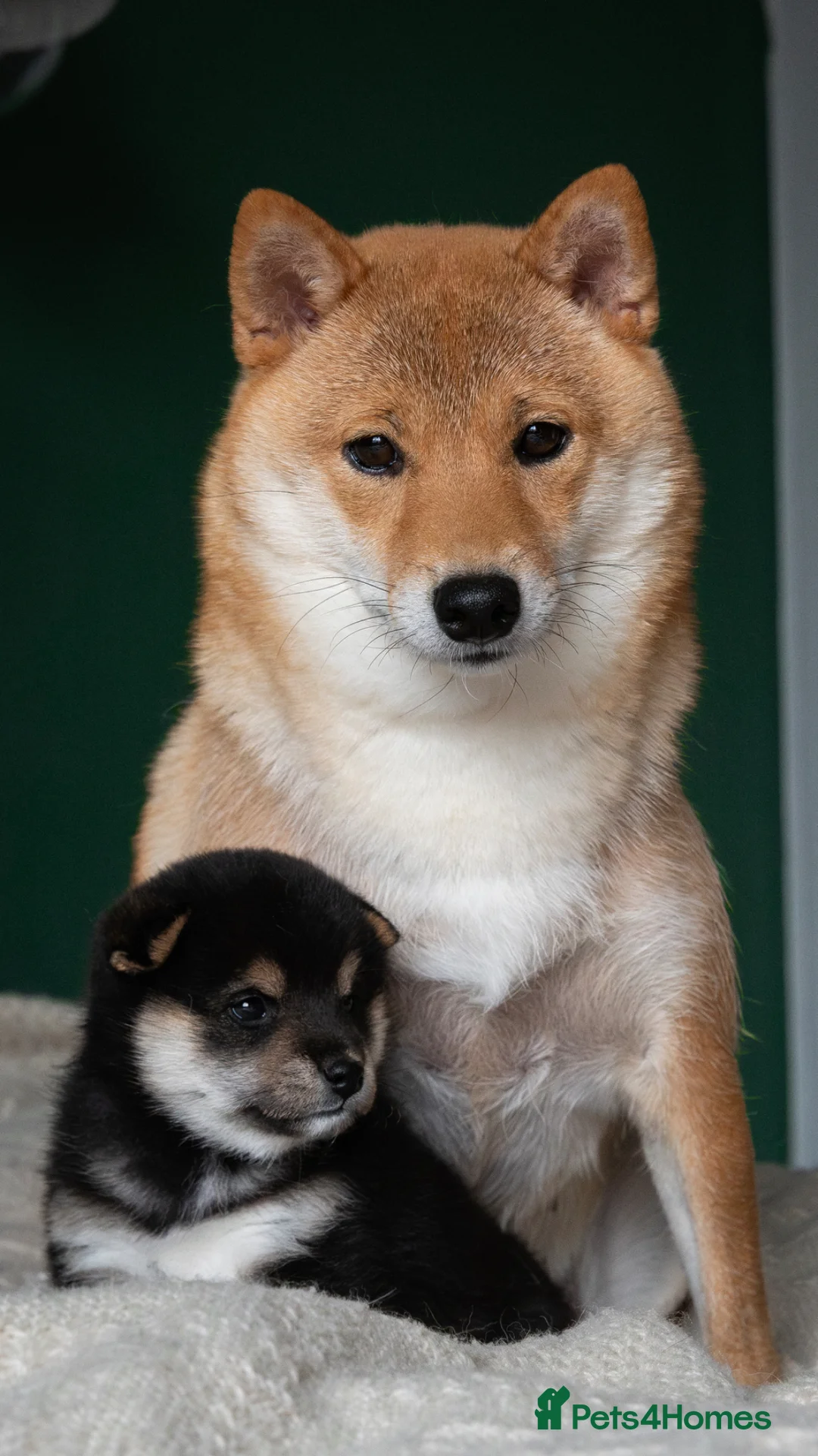 Japanese Shiba Inu dogs for sale: KC REGISTERED SHIBA INU RED PUPPIES FOR SALE - Advert 22