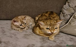 Bengal cats for sale: Show Quality Silver Snow Bengal Boy - Image 3