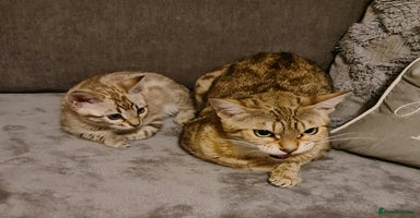 Bengal cats - Advert 10