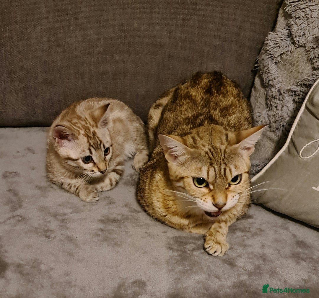 Bengal cats for sale: Show Quality Silver Snow Bengal Boy - Image 3