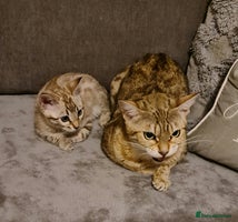 Bengal cats - Advert 3