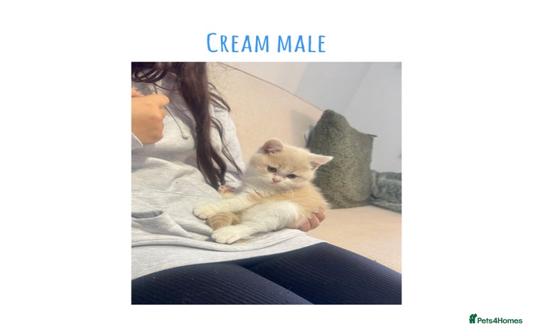 British Shorthair cats - Advert 6