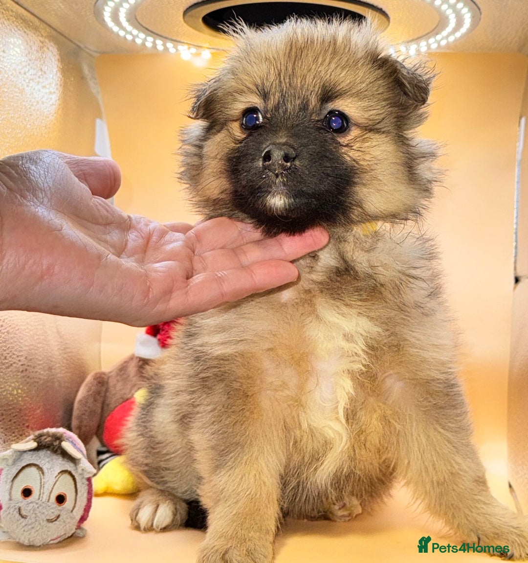 Pomeranian dogs for sale: 6 Adorable Mini/Tiny/ Fluffy Pomeranian Puppies  - Advert 17