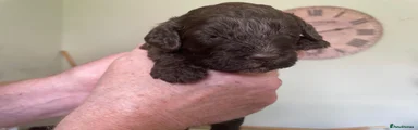 Cockapoo Puppy 5 .Reserved !