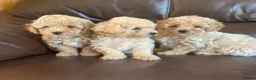 Poochon dogs for sale: Outstanding Poochon puppies  - Advert 11