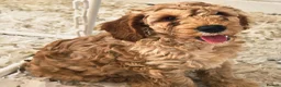 Cockapoo dogs for sale: Health Tested  Cockapoo Puppies  - Advert 6