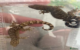 Gecko reptiles for sale: Mourning Geckos and set up - Image 8