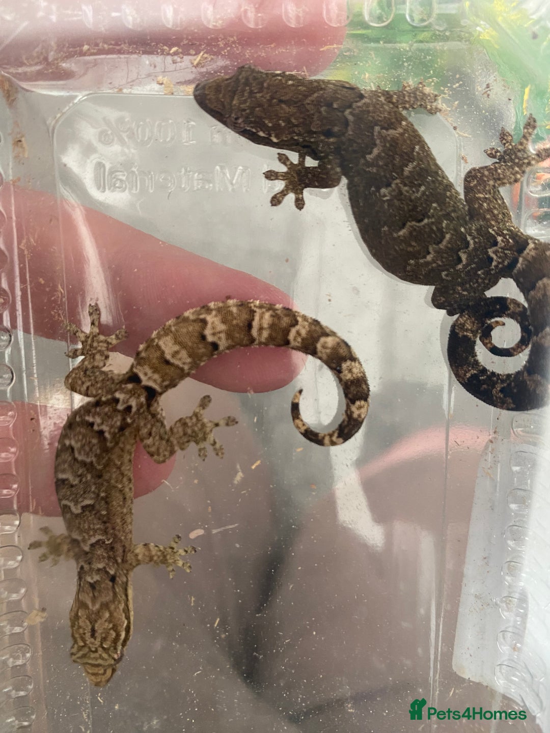 Gecko reptiles for sale: Mourning Geckos and set up - Image 8