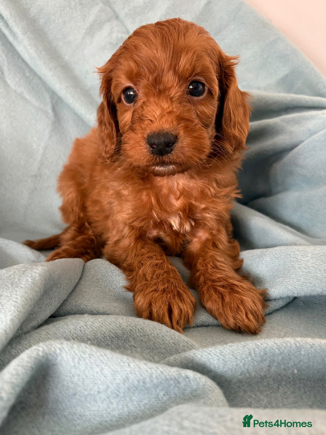 Cockapoo dogs for sale: Beautiful fox red cockapoo - Image 27