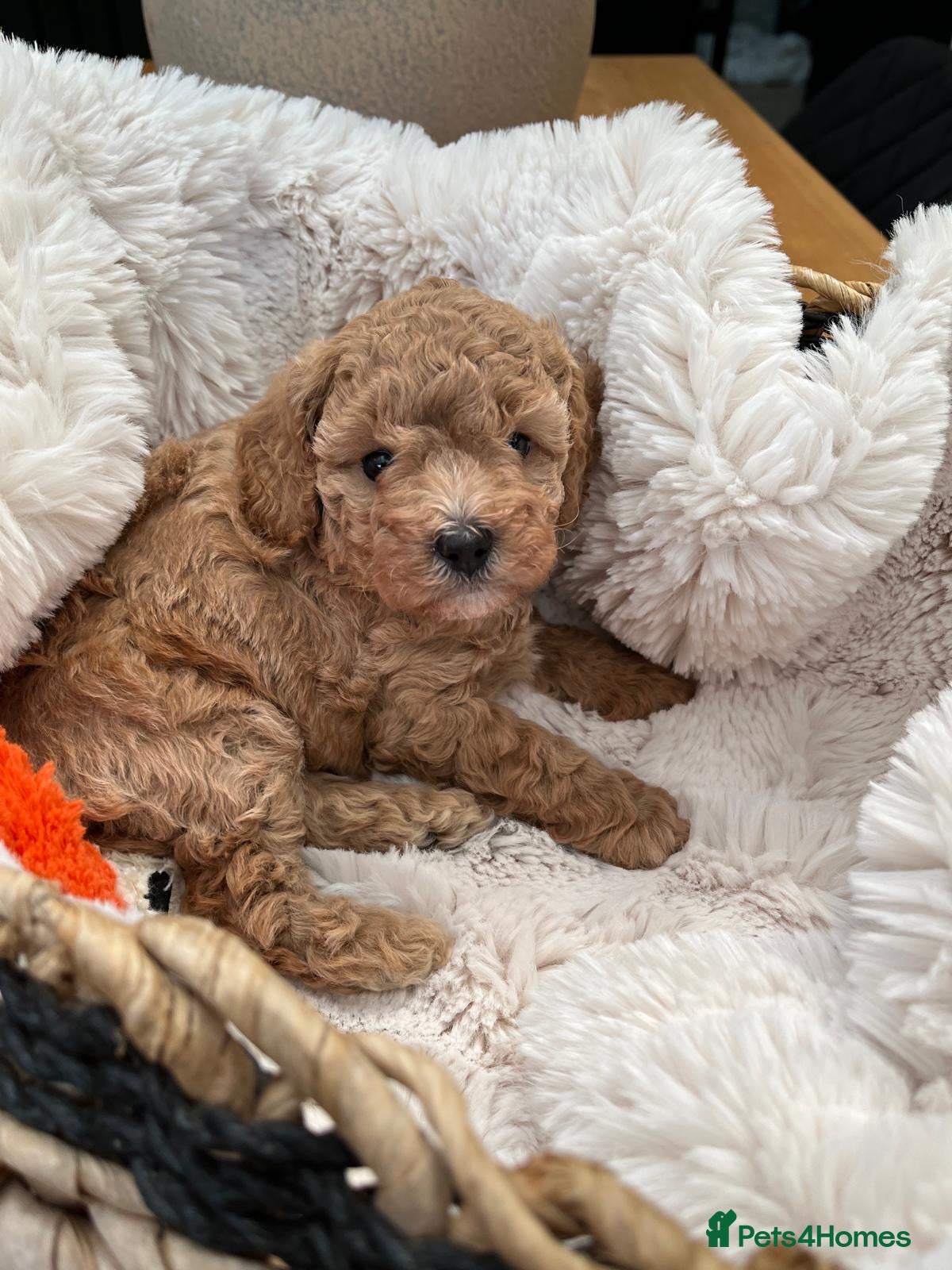 Cavapoo dogs Beautiful F1B Cavapoo Puppies  - Advert 2