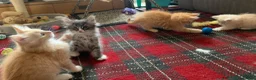 Maine Coon cats for sale: Beautiful Maine Coon x kittens x 5  - Advert 5