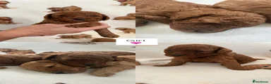 Miniature Poodle 3
