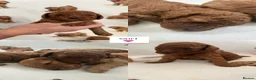 Miniature Poodle dogs for sale: ⭐️ Red Miniature Poodles ⭐️ - Advert 12