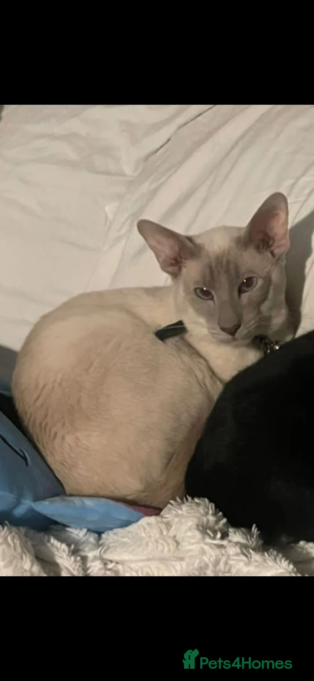 Siamese cats for sale: Male Lilac Point Siamese  - Advert 1