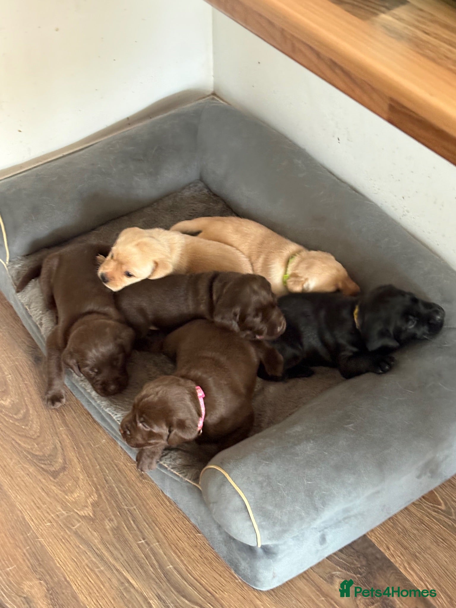 Labrador Retriever dogs Stunning Lab Puppies available to leave in 2 weeks - Advert 2