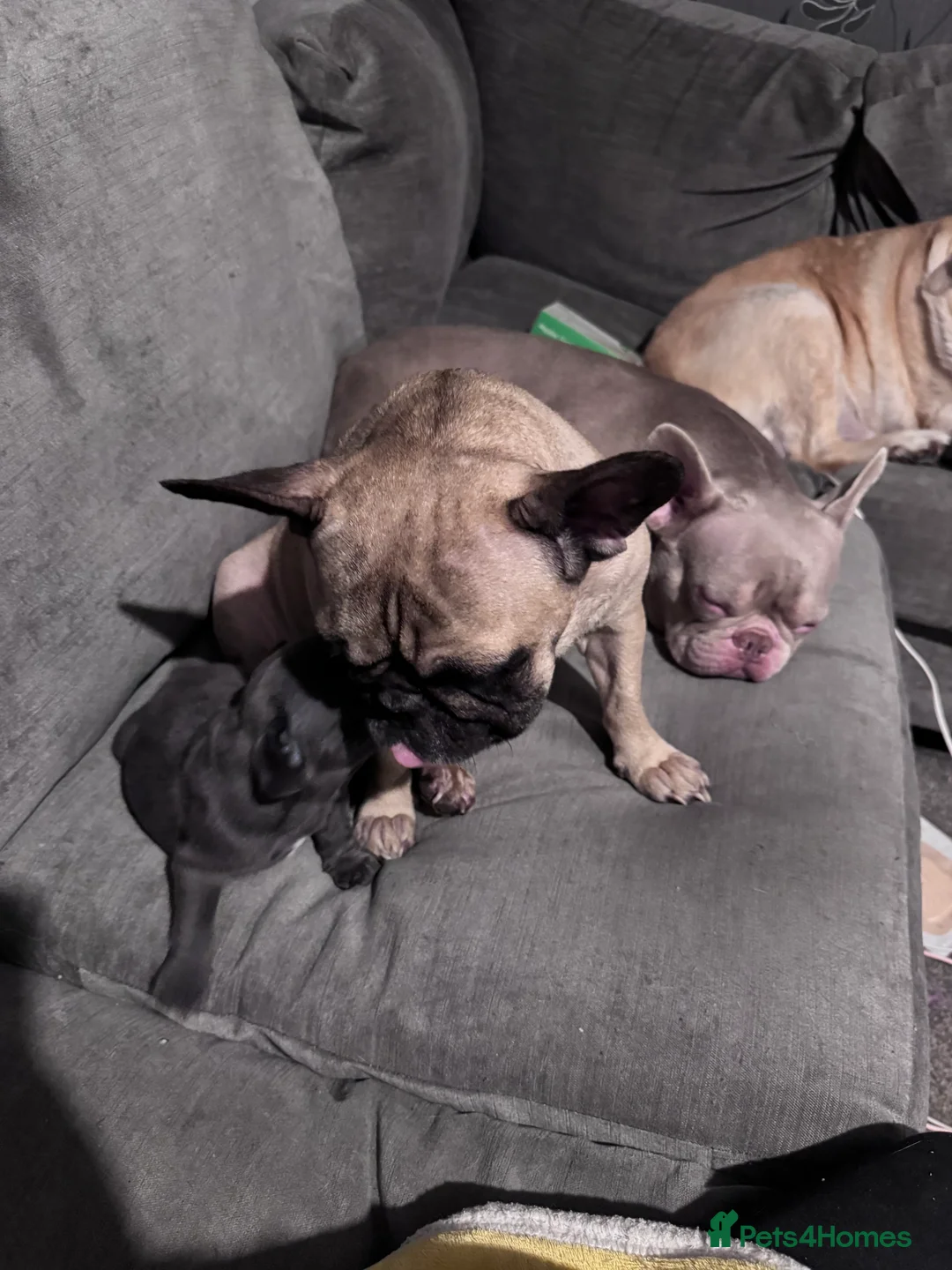 French Bulldog dogs for sale: French bulldog puppy  - Advert 2