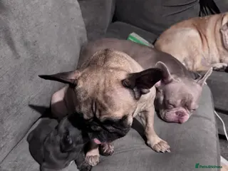 French Bulldog dogs French bulldog puppy - Advert 9