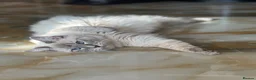 Ragdoll cats for sale: Last female pure ragdoll  - Advert 1