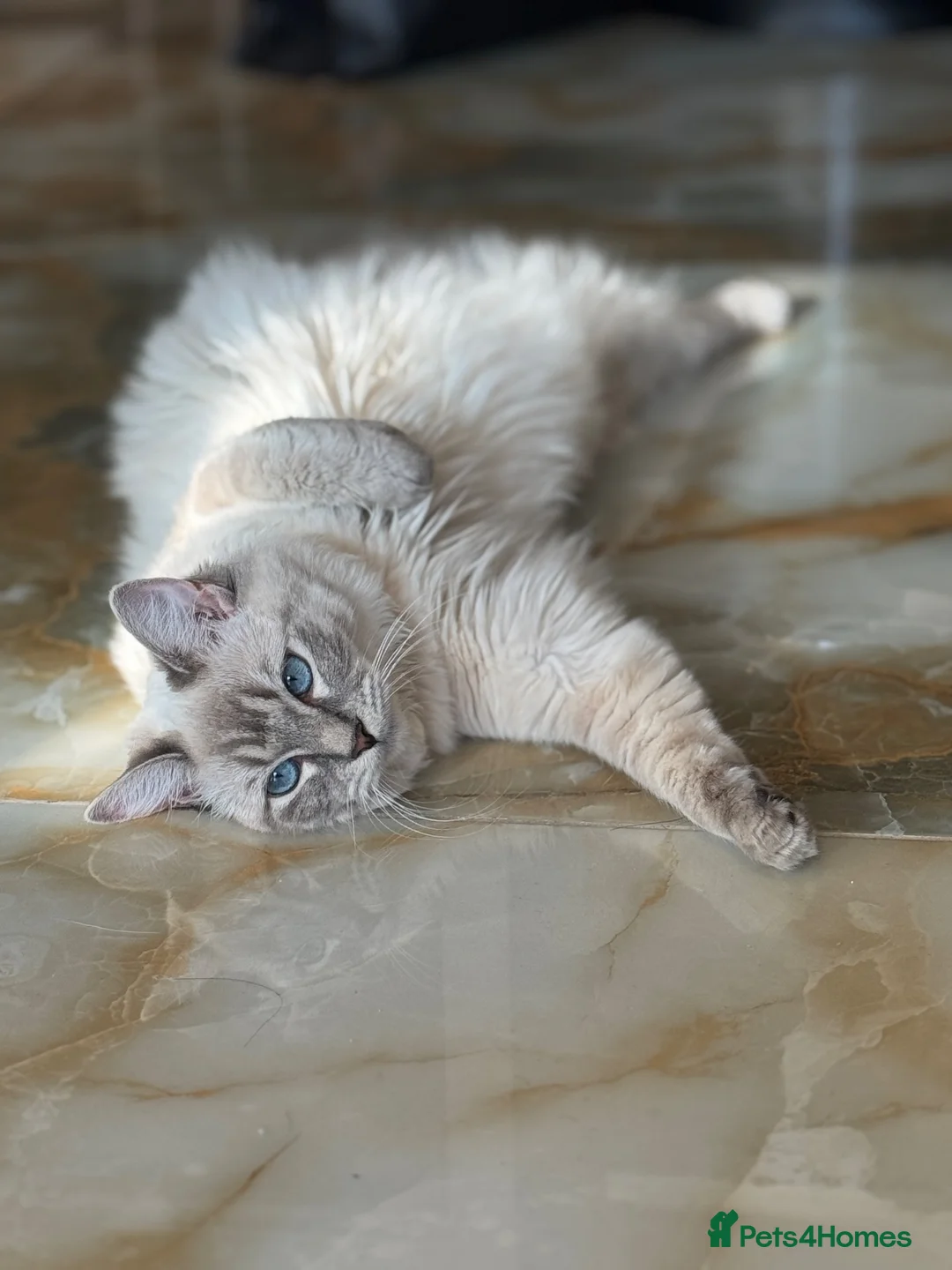 Ragdoll cats for sale: Last female pure ragdoll  - Advert 1