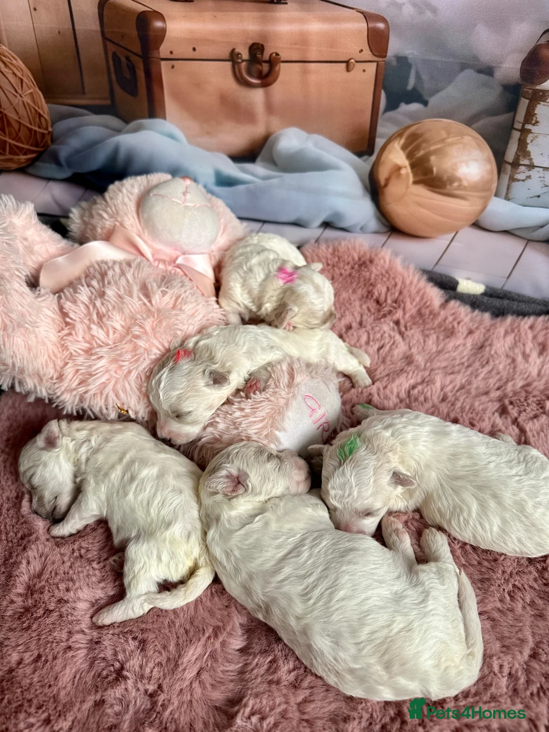 Bichon Frise dogs for sale: Pure Pedigree Champion Bloodline Bichon Frise 🐾 - Advert 2