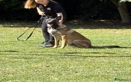 Belgian Shepherd Dog dogs for stud: Belgian Malinois  - Image 3