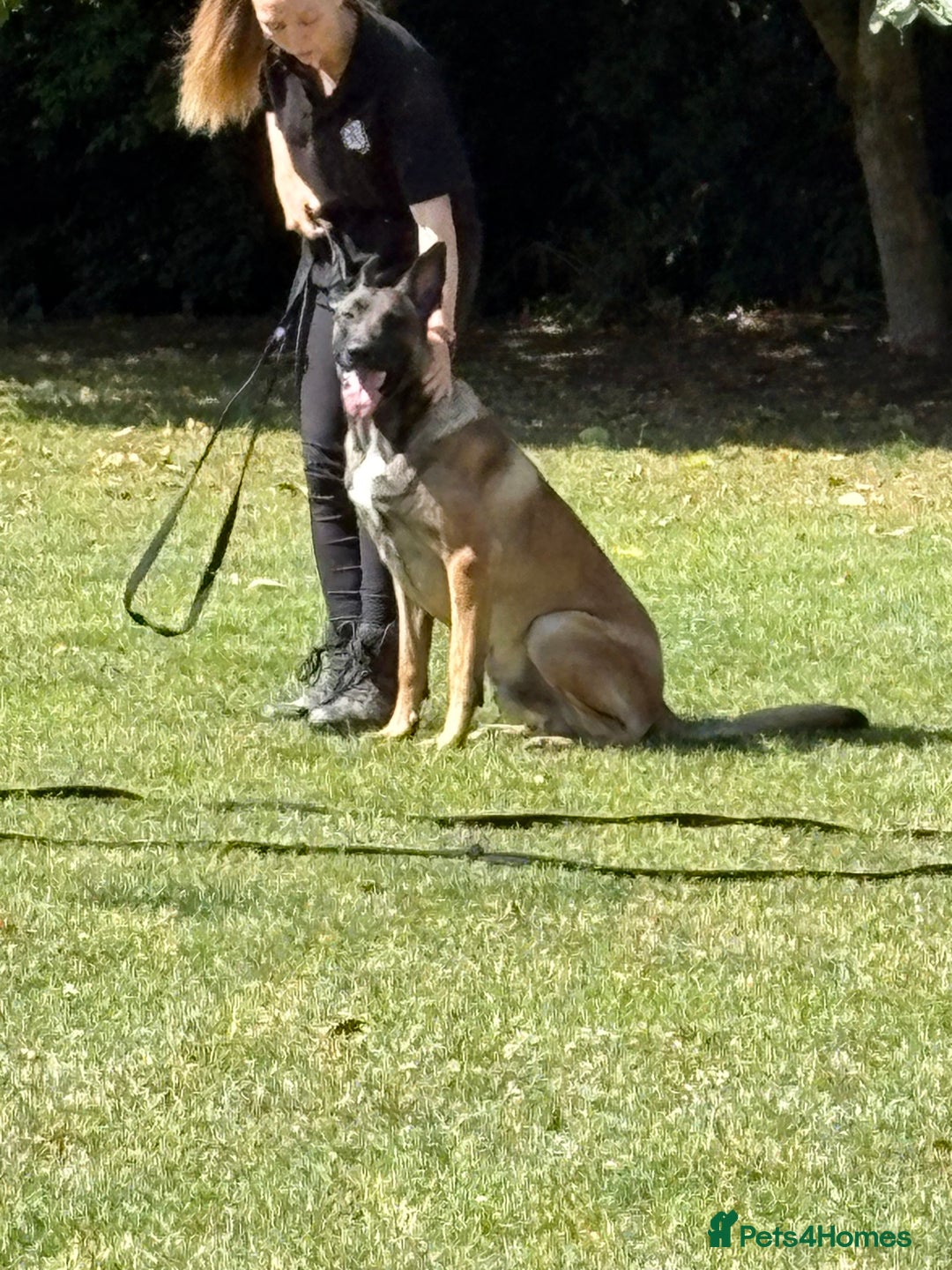 Belgian Shepherd Dog dogs for stud: Belgian Malinois  - Image 3