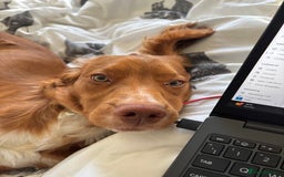 Cocker Spaniel dogs for sale: cocker spaniel  - Image 10