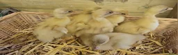 Ducks poultry for sale: Buff Orpington ducklings  - Advert 1
