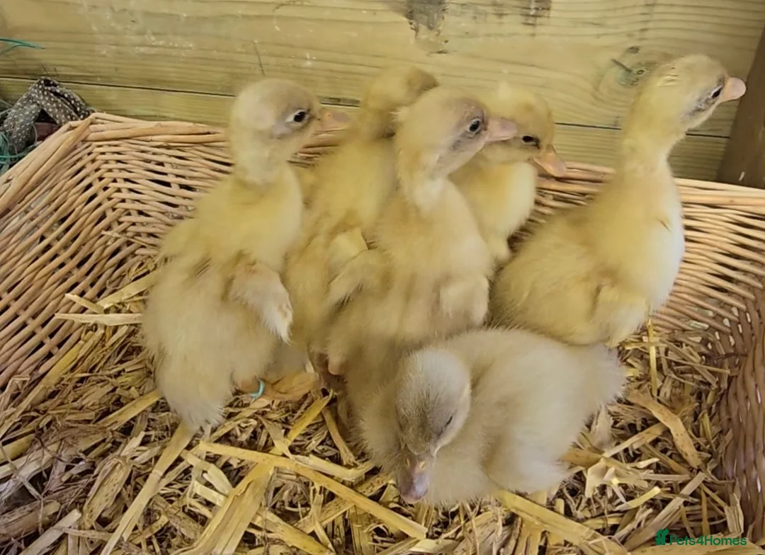 Ducks poultry for sale: Buff Orpington ducklings  - Advert 1