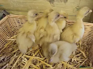 Ducks poultry Buff Orpington ducklings - Advert 6