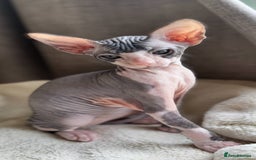 Sphynx cats for sale: Donskoy Sphynx Kittens - Image 20