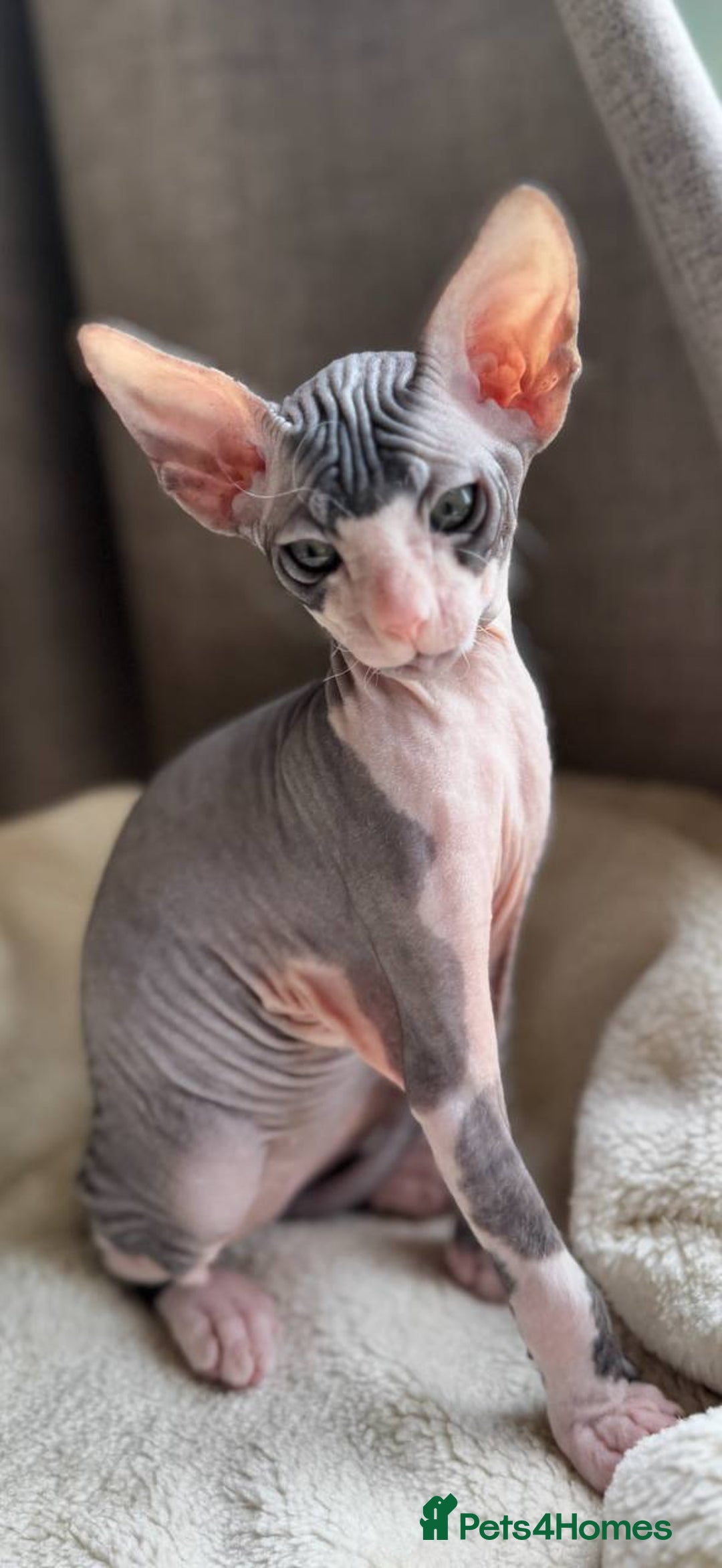Sphynx cats for sale: Donskoy Sphynx Kittens - Image 20