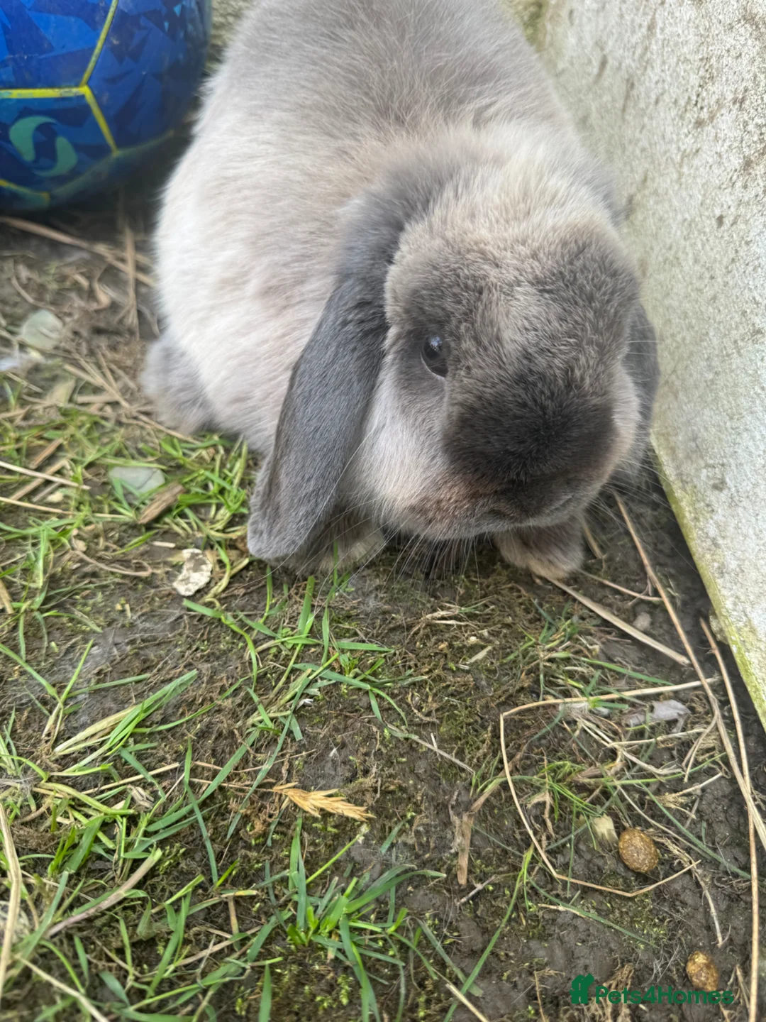 Mini Lop rabbits for sale: Mini lop lion heads and angora  - Advert 2
