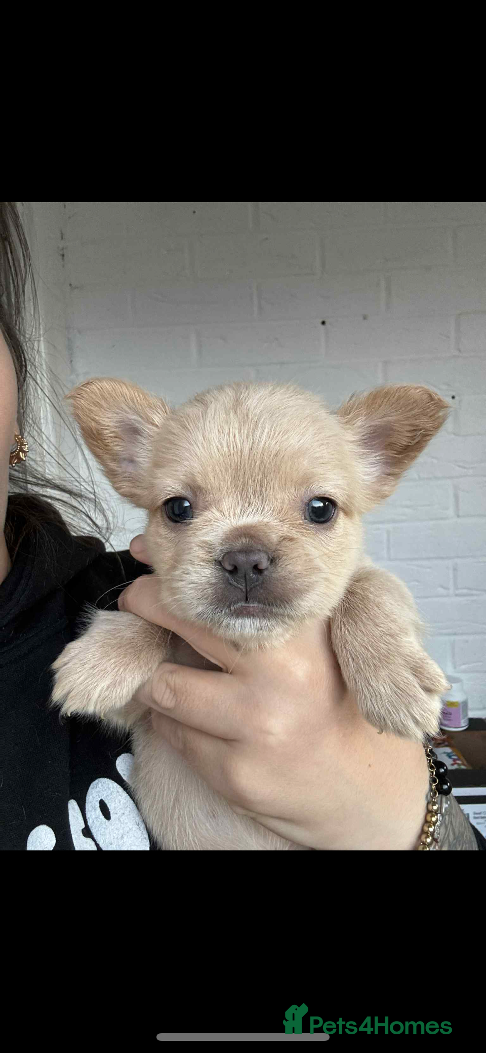 French Bulldog dogs French bulldog pups available Reduced‼️ - Advert 8