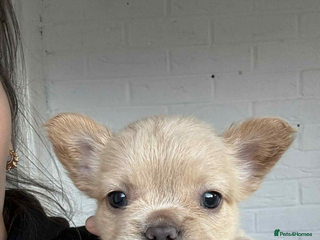 French Bulldog dogs Fluffy French bulldog puppies Now Available!! - Advert 14