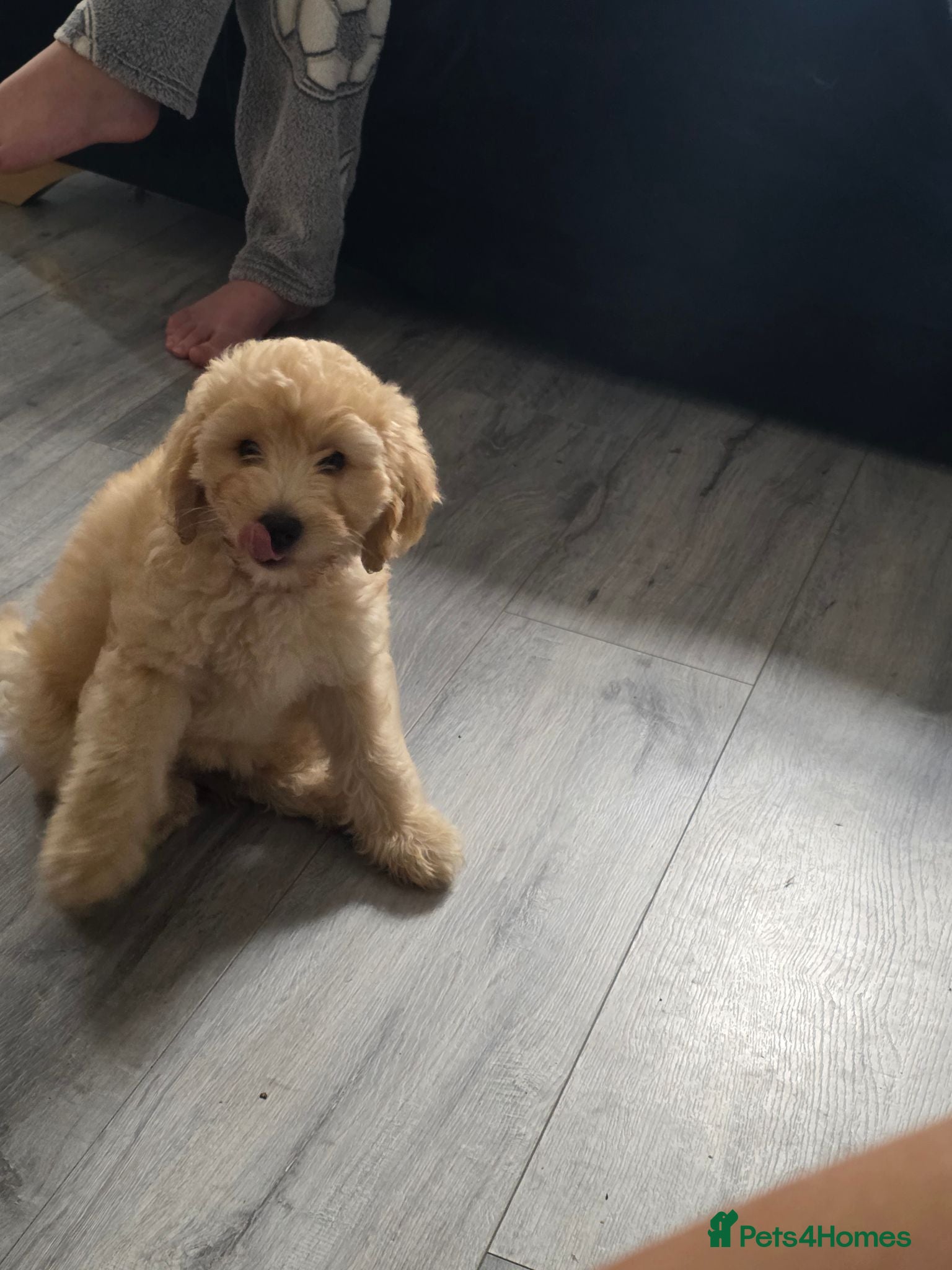 Labradoodle dogs £750 2 left 💜🩷 2 remaining colours available  - Advert 2