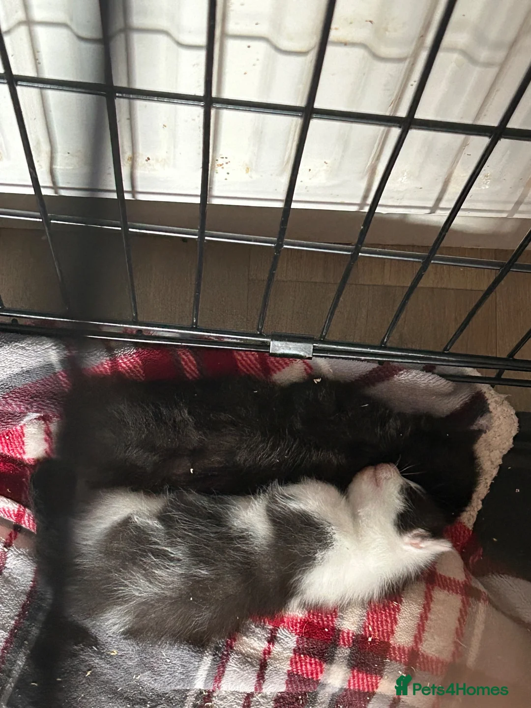 Mixed Breed cats for sale: Mum and kittens for sale  - Advert 2