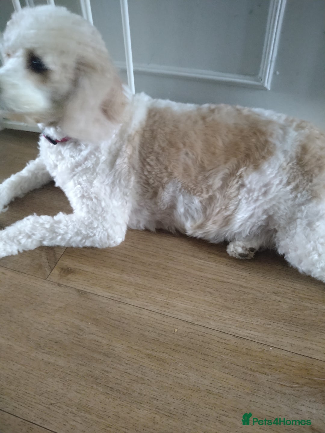 Mixed Breed dogs for sale: Cavapoochon pups litter due 13/09/25 7 confirmed  - Image 3