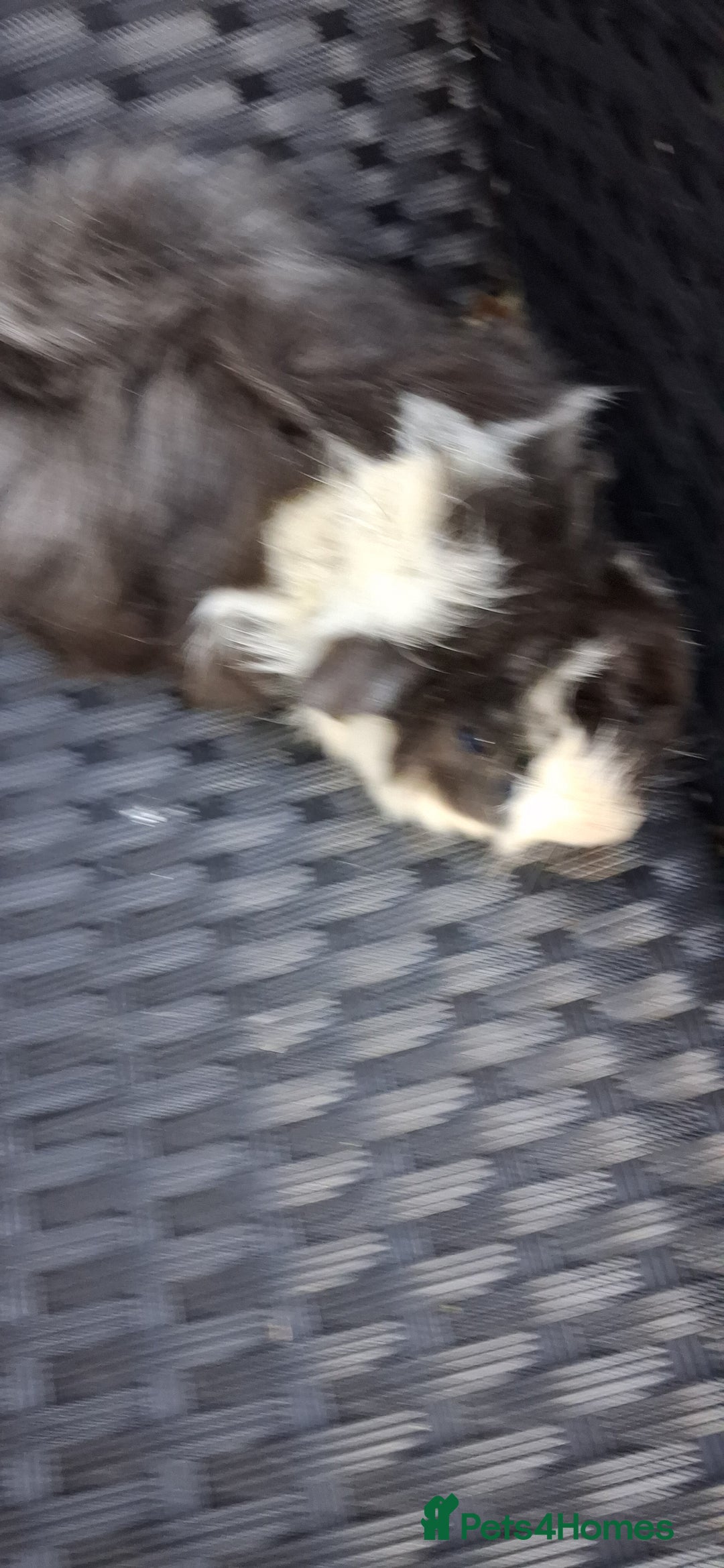 Guinea Pig rodents for sale: Baby boy guinea pigs ready to leave now  - Advert 16