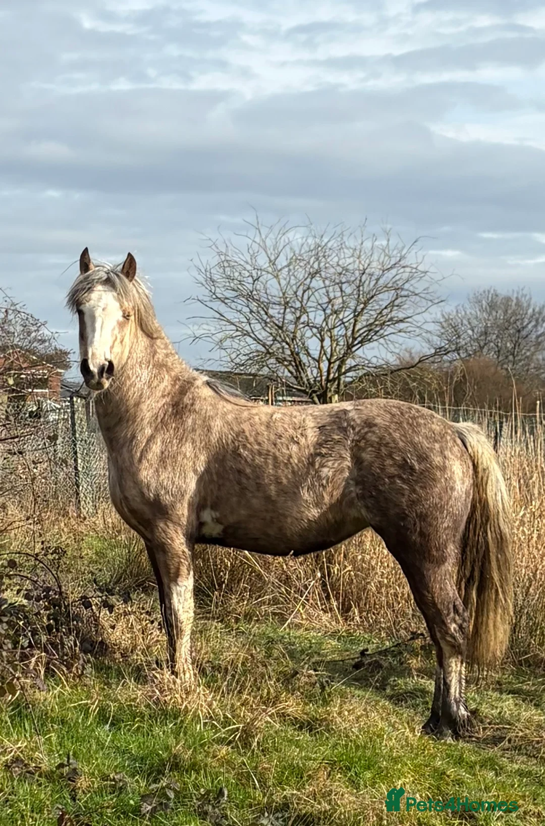 Welsh Section C horses for sale: Quality Dappled Palomino Welsh Section C – Rising  - Advert 5