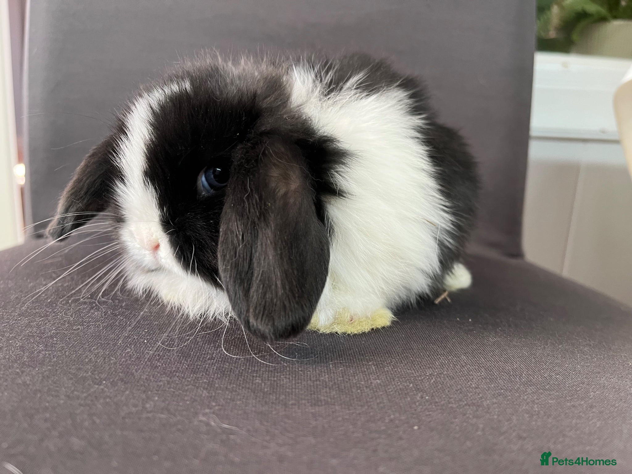 Mini Lop rabbits Stunning pure mini lops  - Advert 1