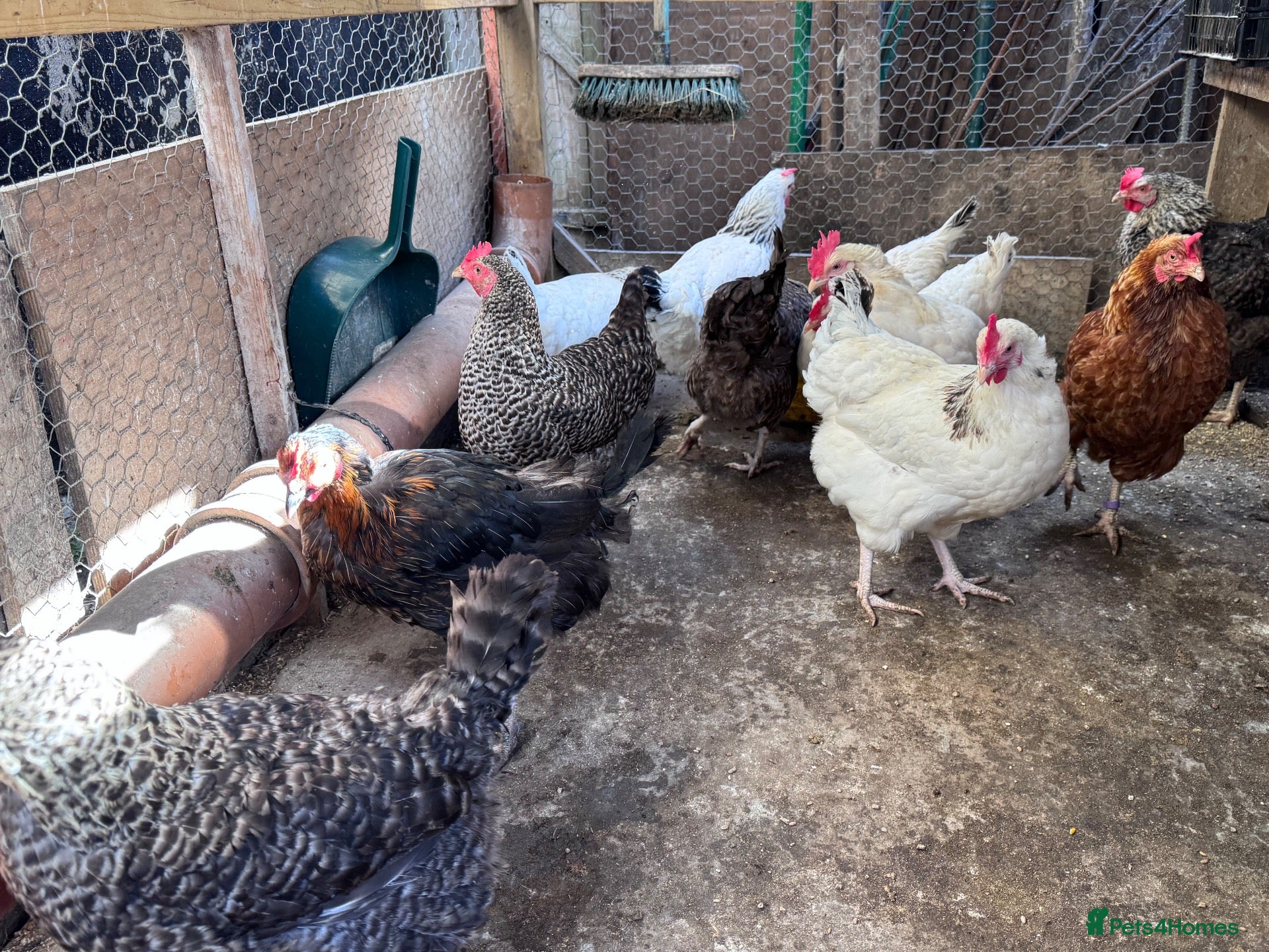 Chickens poultry for sale: Chickens for sale  - Advert 1