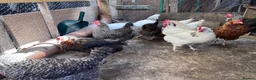 Chickens poultry for sale: Chickens for sale  - Advert 1