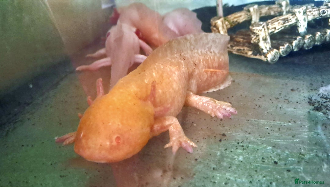Axolotl reptiles for sale: Axolotls  - Image 15