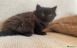 Siberian cats for sale: Siberian x British Shorthair Girls  - Image 8