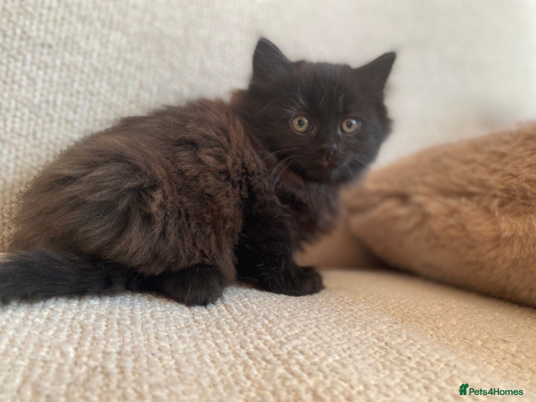 Siberian cats for sale: Siberian x British Shorthair Girls  - Image 8
