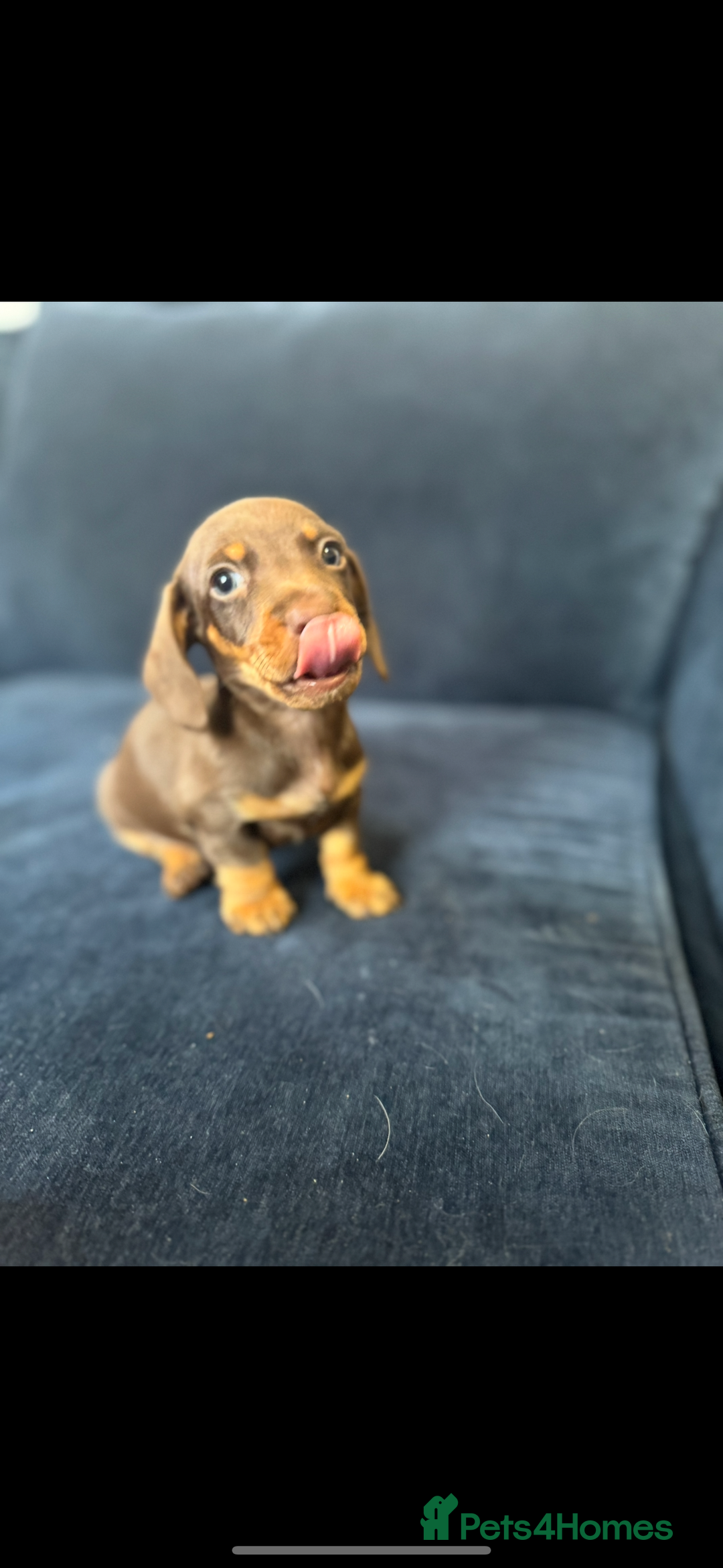 Miniature Dachshund dogs for sale: Chocolate miniature dachshund  - Image 2